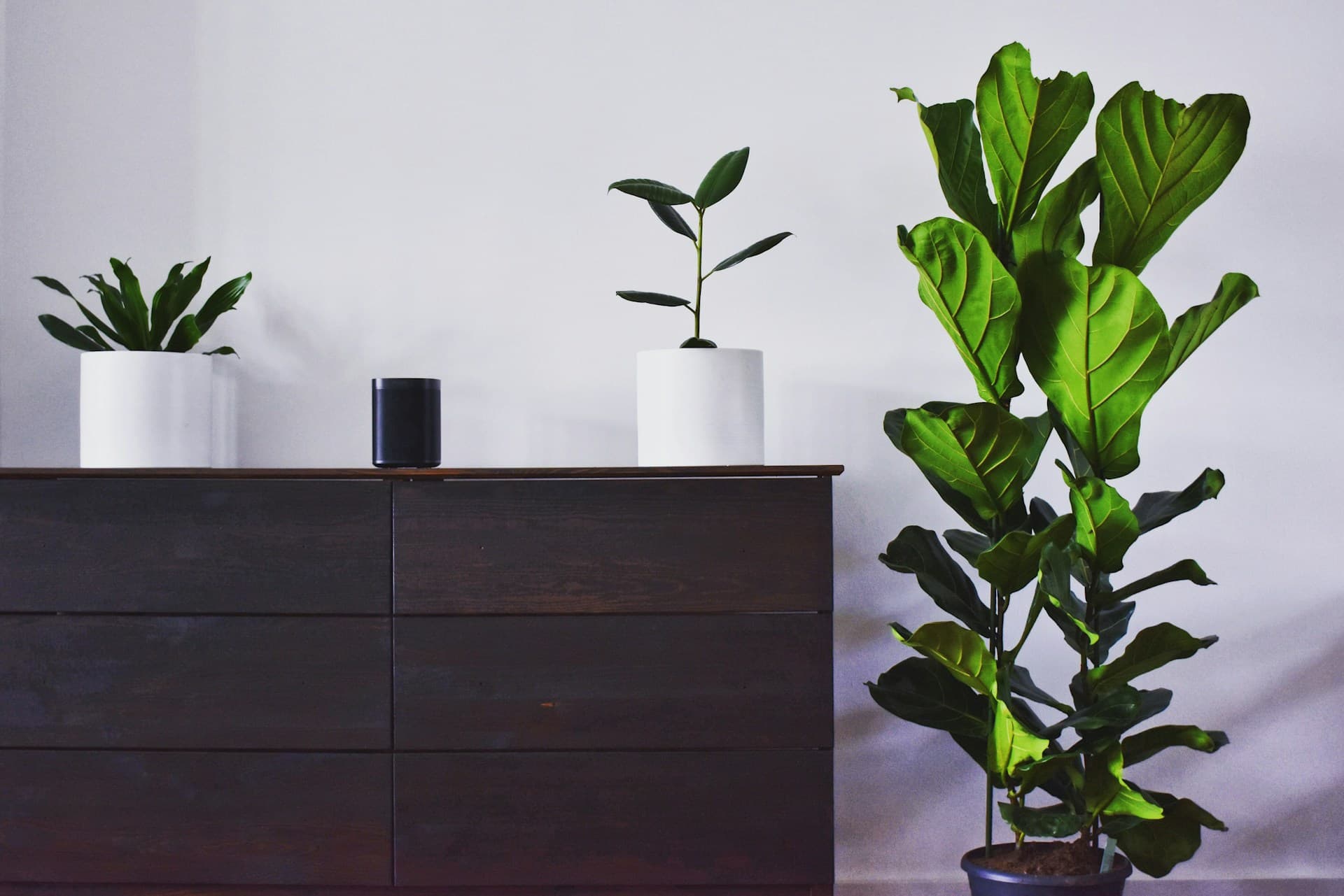 Two plants next to a Sonos speaker